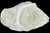 Ammonite (Orthosphinctes) Fossil on Rock - Germany #125877-1